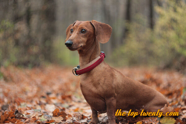 Dachshund list top 20 most popular dog breeds Dachshund popular dog